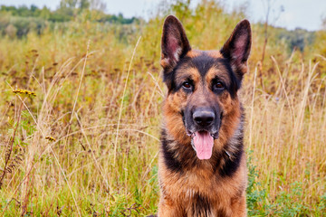 Dog German Shepherd outdoors in an autumn