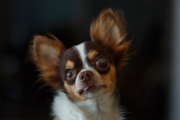 Chihuahua puppy eyes with cataract, blind dog, Dog disabled.