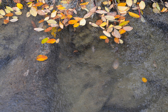 Snippet of autumn alpine nature. Leavies and ice. Altai Republic, Siberia, Russia.