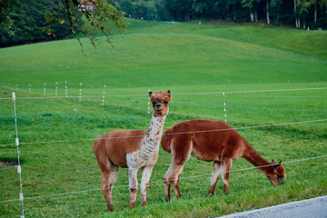 Naklejka na ściany i meble Llama on green grass pasture over a wire in which electric current