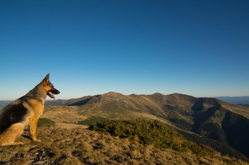 Dog Looking at landscape - Autumn Colors.