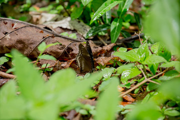 ant on a leaf