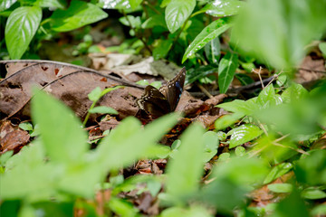 ant on a leaf