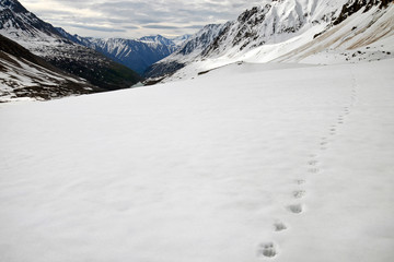 Snow leopard footprints on the snow. North Chuya mountain range. Altai Republic, Siberia, Russia. © Kirill