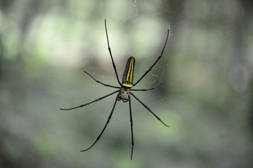 spider on web