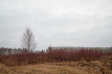 Yellow landscape in autumn cloudy day with yellow grass and trees background