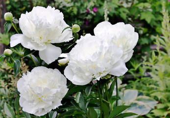 Snow-white perennial plant-peony Alba Plen,very delicate white color and beautiful carved leaves