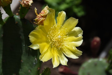 Cactus with his yellow flowers