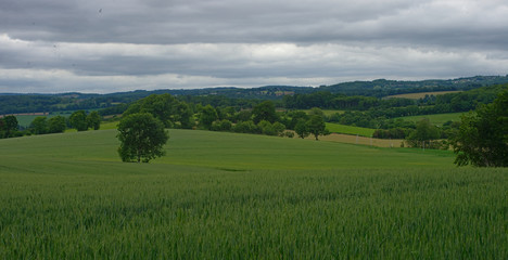 Wheat field with forests and sky in background