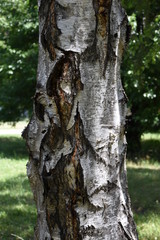 Birch tree with his bark