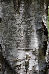 Birch tree with his bark
