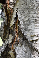 Birch tree with his bark