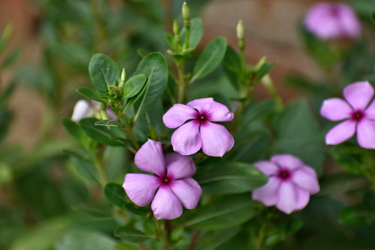Catharanthus roseus, commonly known as the Madagascar periwinkle, a source of the drugs vincristine and vinblastine, used to treat cancer.