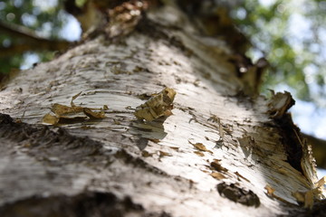 Birch tree with his bark