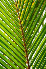 Blatt Palme Closeup