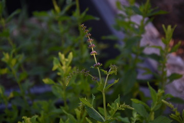Green Mint leaves in the yard