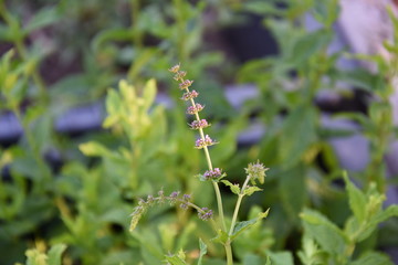 Green Mint leaves in the yard