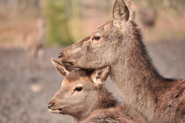 Portrait d'une mère Daim et son petit