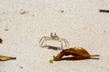 Krebs Seychellen