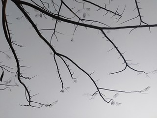 branches of tree