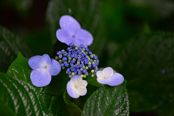 紫陽花
