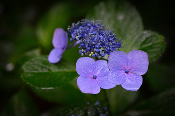 紫陽花