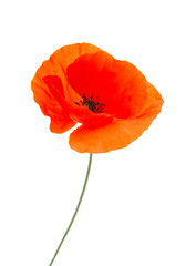 red poppy flower on white background