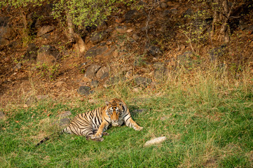 Naklejka na ściany i meble An angry male tiger with expression on his face on a green grass at Ranthambore National Park, India