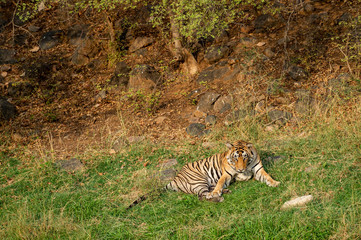An angry male tiger with expression on his face on a green grass at Ranthambore National Park, India
