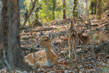 Deer ,deer under the tree.