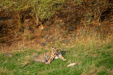 An angry male tiger with expression on his face on a green grass at Ranthambore National Park, India