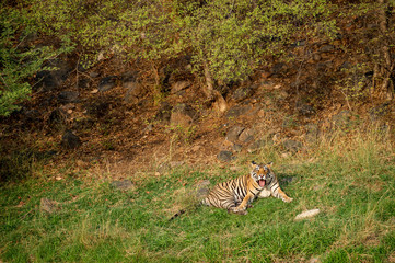Fototapeta na wymiar An angry male tiger with expression on his face on a green grass at Ranthambore National Park, India
