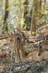 Deer ,deer under the tree.