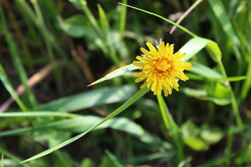 yellow flower