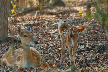 Deer ,deer under the tree.