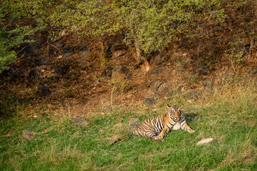 Fototapeta na wymiar An angry male tiger with expression on his face on a green grass at Ranthambore National Park, India
