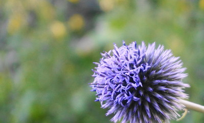 Bright and showy Globe Thistle flower close up. Also called Southern globe thistle, Echinops ritro.