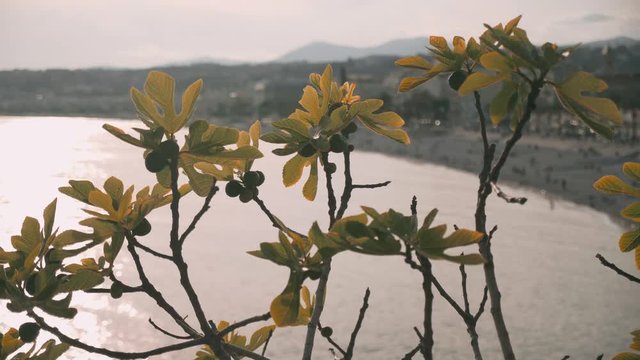 Branches of oak tree foliage, from the Fagaceae family and Fagales order, over Mediterranean sea background at sunset.
