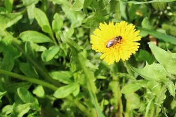  bee on a yellow flower