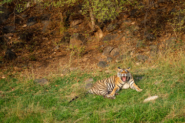 An angry male tiger with expression on his face on a green grass at Ranthambore National Park, India