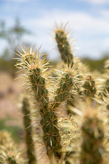 Closeup Kaktus