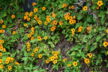 yellow flowers in the garden