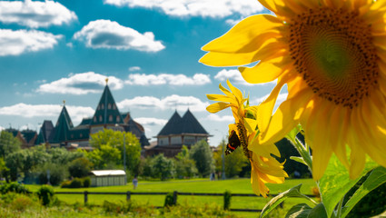Butterfly in Kolomenskoye Park