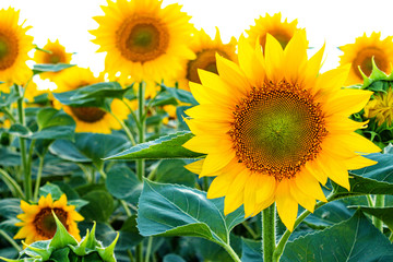 Obraz premium Sunflower field in summer agriculture. Yellow sunflowers.