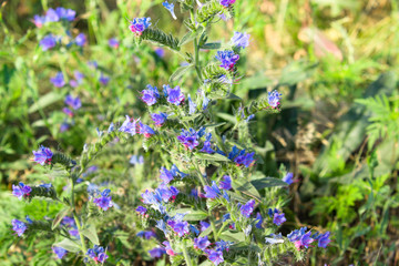 Thyme grass Breckland, wild thyme Breckland, creeping thyme or thyme bloom. Culinary ingredient and aromatic spice in natural environment