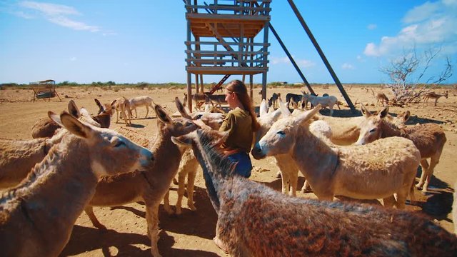 Two young females surrounded by a group of cute donkeys in a sanctuary in Bonaire, Caribbean
