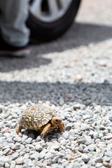 Baby Schildkröte