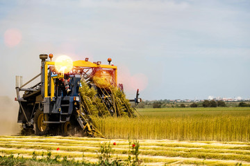 Fototapeta premium Farm worker cutting linen under a sunny sky