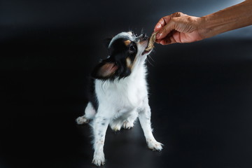 Puppy dog chihuahua eat food from hand,Dog eats chicken,training a dog,feeding pet concept.