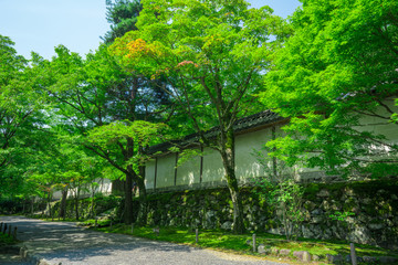 京都　二尊院　夏　